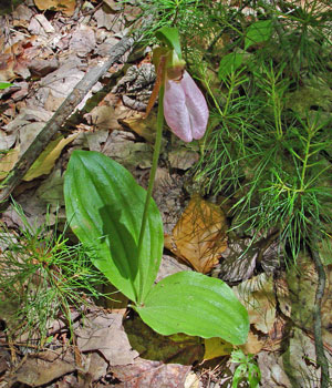 photograph of a pink lady's-slipper