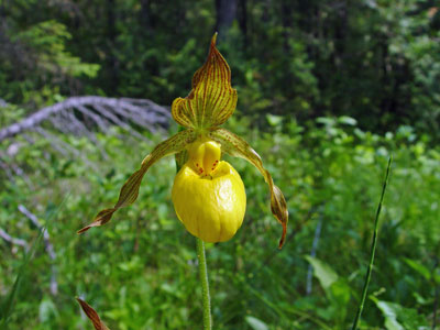 photograph of a yellow lady's-slipper