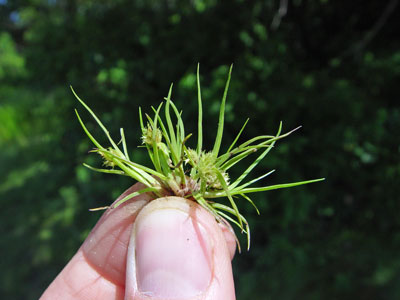 Photo: Cyperus squarrosus