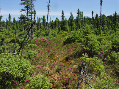 Picture showing Dwarf Shrub Bog community