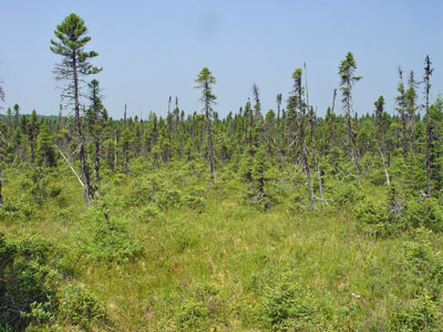 Picture showing Dwarf Shrub Bog community