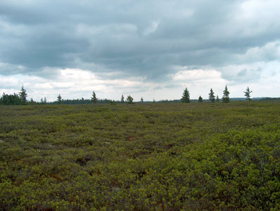 Picture showing Maritime Huckleberry Bog community