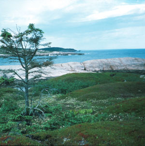 Picture showing Maritime Slope Bog community