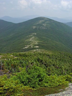 Picture showing Diapensia Alpine Ridge community