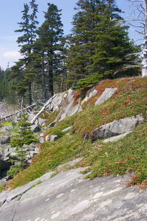 Picture of Downeast Maritime Shrubland