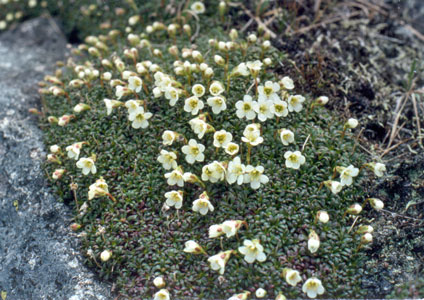 Photo: Diapensia lapponica