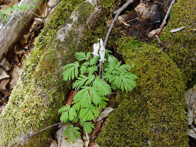 Photo: Dicentra canadensis