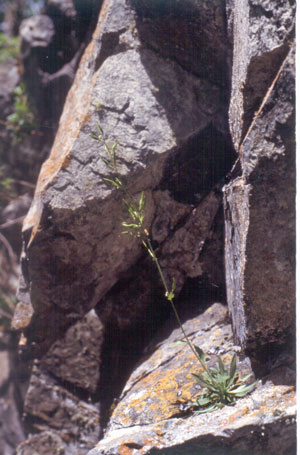 Photo: Draba arabisans