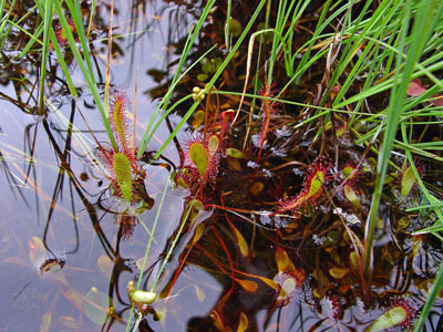 Photo: Drosera anglica