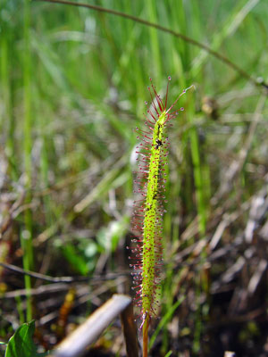 Photo: Drosera linearis