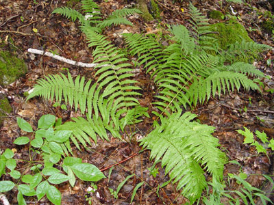 Photo: Dryopteris filix-mas