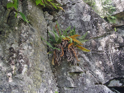 Photo: Dryopteris fragrans