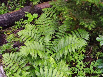 Photo: Dryopteris goldiana