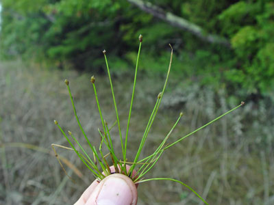 Photo: Eleocharis aestuum