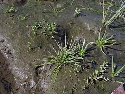 Photo: Eleocharis aestuum