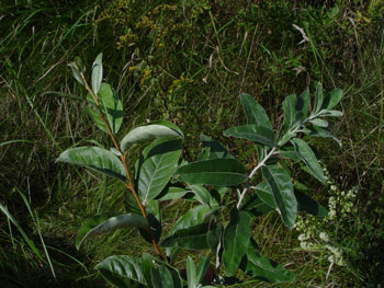 branches of Autumn olive on left, Russian olive on right