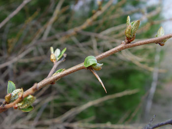 Autumn olive early spring branch