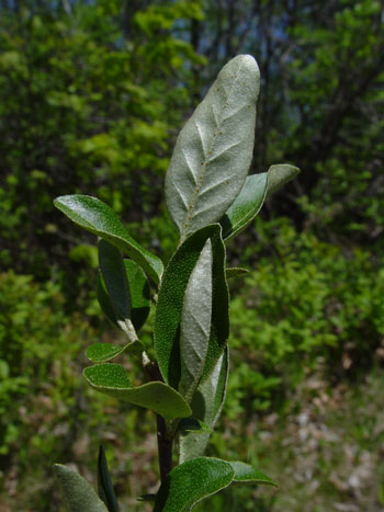 Autumn olive leaves