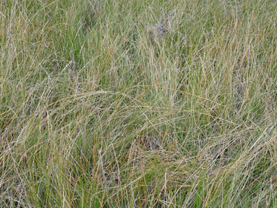 Photo: Eleocharis rostellata in marsh habitat