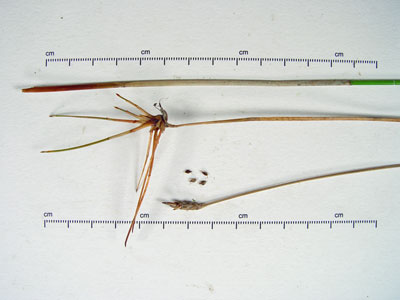 Photo: Eleocharis rostellata specimen