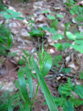 Photo: Elymus macgregorii