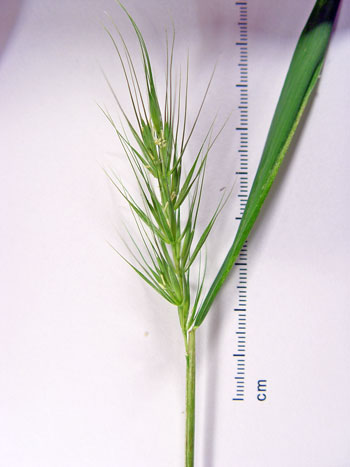 Photo: Elymus macgregorii