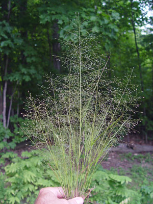 Photo: Eragrostis capillaris