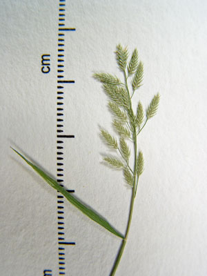 Photo: Eragrostis hypnoides