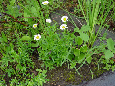 Photo: Erigeron hyssopifolius