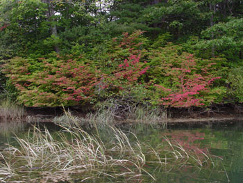 Euonymus alatus infestation