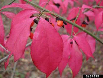 Euonymous alatus stem with red fall leaves and berries