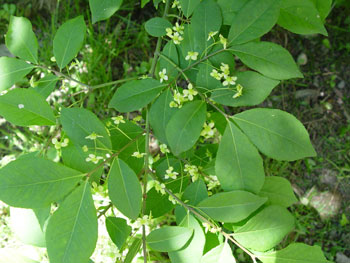 Euonymus alatus stem flowers