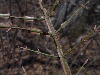 Euonymus alatus stem with corky wings