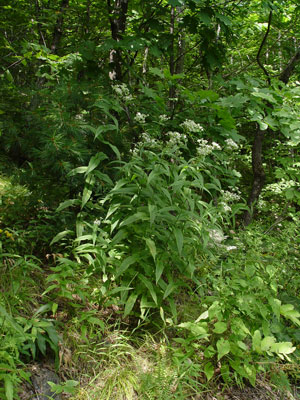 Photo of Eupatorium sessilifolium