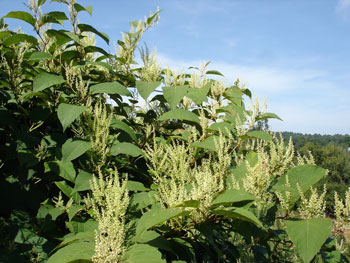 Japanese Knotweed