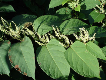 Japanese knotweed branch