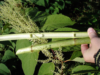 Japanese knotweed cut stem