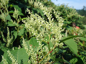 Japanese knotweed flowers