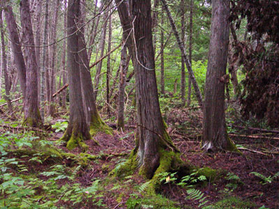 Picture of Evergreen Seepage Forest