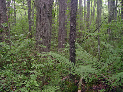 photograph showing interior of atlantic white cedar swamp