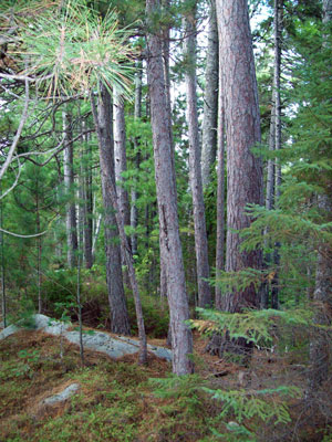 Picture showing Red and White Pine Forest community