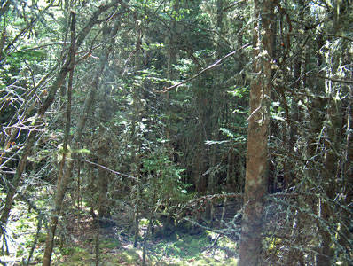 Picture showing Maritime Spruce - Fir Forest community