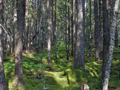 Picture showing Lower-elevation Spruce - Fir Forest community