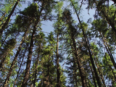 Picture looking upwards through trees in Lower-elevation Spruce - Fir Forest community