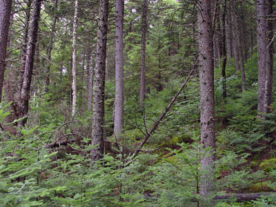 Picture showing Montane Spruce - Fir Forest community