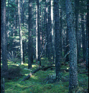 Picture showing Jack Pine Forest community