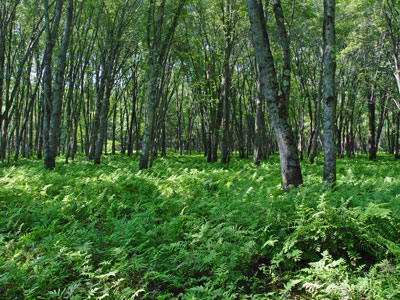 Picture showing ferns and open understory of Silver Maple Floodplain Forest community