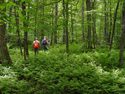 Picture showing ecologists working in Upper Floodplain Hardwood Forest community