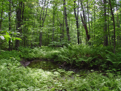 Picture showing Upper Floodplain Hardwood Forest community