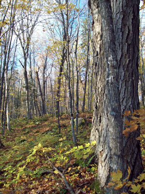 photograph of a beech - birch - maple forest in autumn